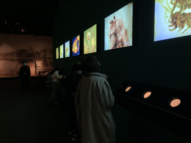 Inkluzje w bursztynie bałtyckim. fot. sebastian tajl