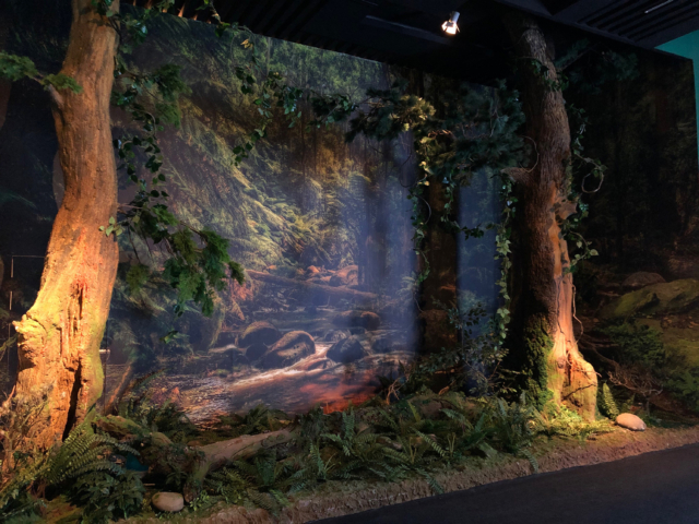 Las bursztynowy. fot. sebastian tajl