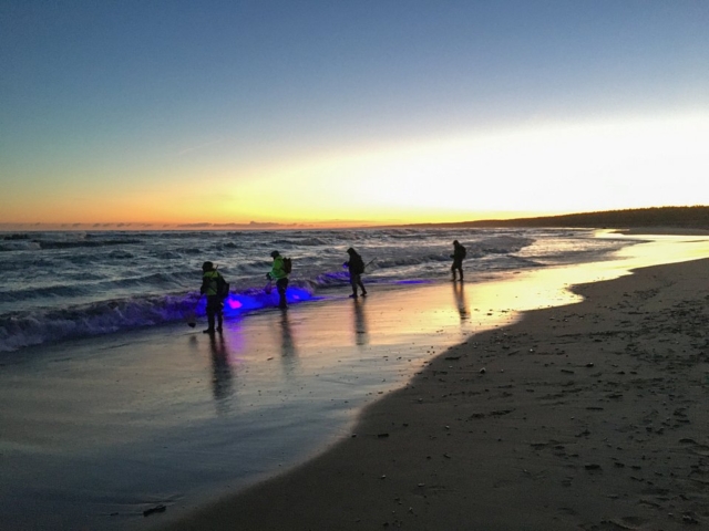 Latarki uv ułatwiają znalezienie bryłek bursztynu