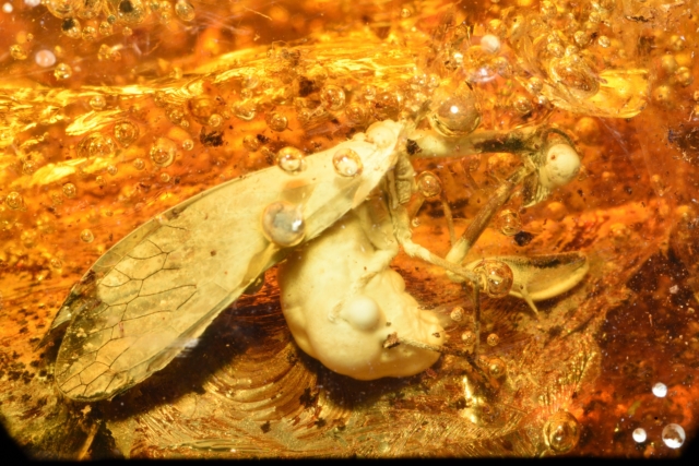 Chwytówka modliszkowata, owad z rodziny mantispidae (gromada insecta owady, rząd neuroptera – siatkoskrzydłe, rodzina mantispidae – chwytówki modliszkowate). wymiary bryłki bursztynu: 39 x 50 x 22 mm; waga: 31,2 g. fot. michał szczerek, muzeum gdańska