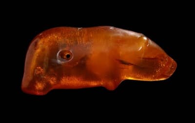 Niedźwiadek bursztynowy z okolic Słupska