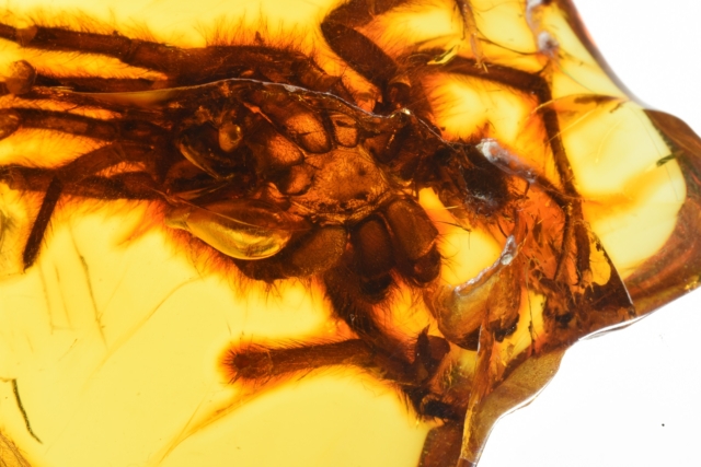Pająk z grupy mygalomorphae (gromada arachnida – pajęczaki, rząd aranaeae – pająki, podrząd opistothelae, infrarząd mygalomorphae – ptaszniki). wymiary bryłki bursztynu 44 x 48 x 18 mm, waga: 20 g.fot. michał szczerek, muzeum gdańska