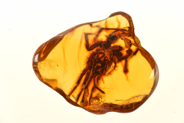 Ptasznik inkluzja w bursztynie bałtyckim. fot. michał szczerek, muzeum gdańska
